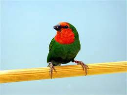 roodkop papegaai amandine koppel